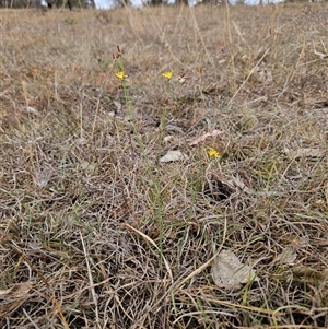 Tricoryne elatior at Whitlam, ACT - 12 Nov 2024