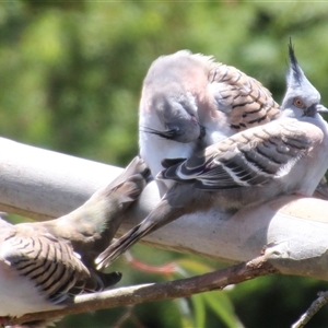 Ocyphaps lophotes at Higgins, ACT - 22 Dec 2018 01:10 PM