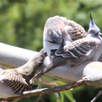 Ocyphaps lophotes (Crested Pigeon) at Higgins, ACT - 22 Dec 2018 by Jennybach