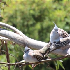 Ocyphaps lophotes at Higgins, ACT - 22 Dec 2018 01:10 PM