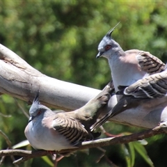 Ocyphaps lophotes at Higgins, ACT - 22 Dec 2018 01:10 PM