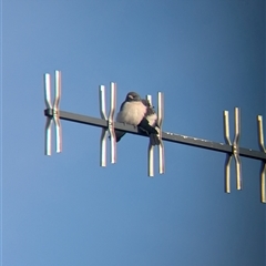 Artamus leucorynchus (White-breasted Woodswallow) at Lake Cargelligo, NSW - 9 Nov 2024 by Darcy