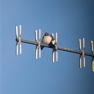 Artamus leucorynchus (White-breasted Woodswallow) at Lake Cargelligo, NSW by Darcy