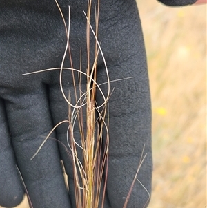 Austrostipa scabra at Belconnen, ACT - 12 Nov 2024