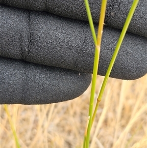 Austrostipa scabra at Belconnen, ACT - 12 Nov 2024