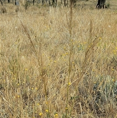 Austrostipa scabra at Belconnen, ACT - 12 Nov 2024 12:22 PM