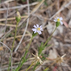 Vittadinia muelleri at Whitlam, ACT - 12 Nov 2024