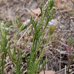 Vittadinia muelleri at Whitlam, ACT - 12 Nov 2024