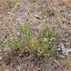 Vittadinia muelleri at Whitlam, ACT - 12 Nov 2024