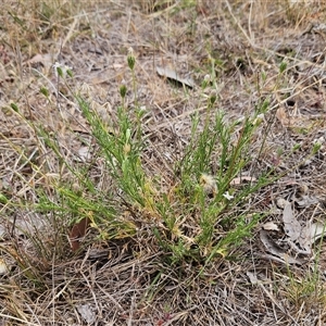 Vittadinia muelleri at Whitlam, ACT - 12 Nov 2024