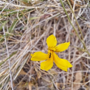 Goodenia pinnatifida at Watson, ACT - 13 Nov 2024