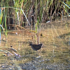 Zapornia pusilla (Baillon's Crake) at Lake Cargelligo, NSW - 9 Nov 2024 by Darcy