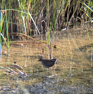 Zapornia pusilla at Lake Cargelligo, NSW - 10 Nov 2024 08:19 AM