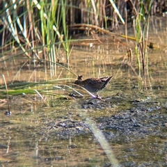 Zapornia pusilla at Lake Cargelligo, NSW - 10 Nov 2024 08:19 AM