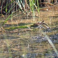 Zapornia pusilla at Lake Cargelligo, NSW - 10 Nov 2024 08:19 AM