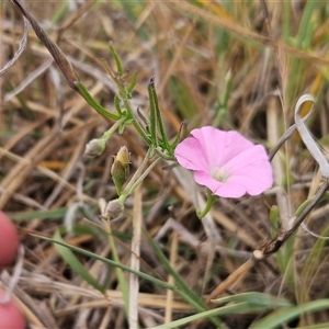 Convolvulus angustissimus subsp. angustissimus at Hawker, ACT - 12 Nov 2024