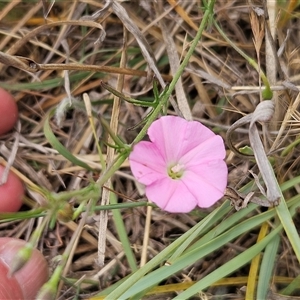 Convolvulus angustissimus subsp. angustissimus at Hawker, ACT - 12 Nov 2024