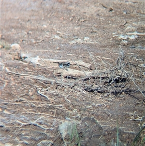 Charadrius melanops (Black-fronted Dotterel) at Lake Cargelligo, NSW by Darcy