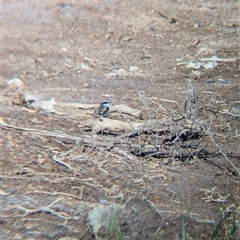 Charadrius melanops at Lake Cargelligo, NSW - 10 Nov 2024