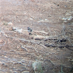 Charadrius melanops at Lake Cargelligo, NSW - 10 Nov 2024 08:29 AM