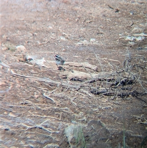 Charadrius melanops at Lake Cargelligo, NSW - 10 Nov 2024