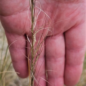 Austrostipa scabra at Hawker, ACT - 12 Nov 2024