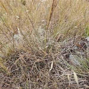 Austrostipa scabra at Hawker, ACT - 12 Nov 2024