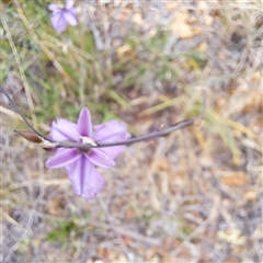 Arthropodium fimbriatum (Nodding Chocolate Lily) at Watson, ACT - 13 Nov 2024 by abread111