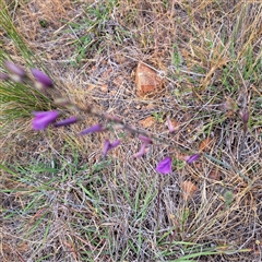 Arthropodium fimbriatum at Watson, ACT - 13 Nov 2024 02:08 PM