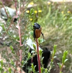 Phyllotocus sp. (genus) (Nectar scarab) at Aranda, ACT - 12 Nov 2024 by Jubeyjubes