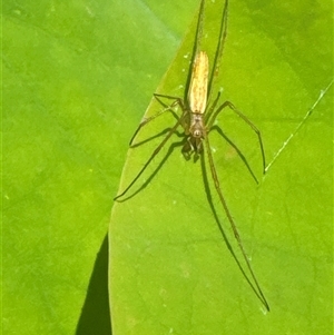 Tetragnatha sp. (genus) at Aranda, ACT - 13 Nov 2024