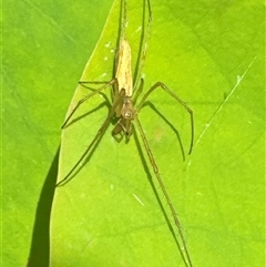 Tetragnatha sp. (genus) at Aranda, ACT - 13 Nov 2024