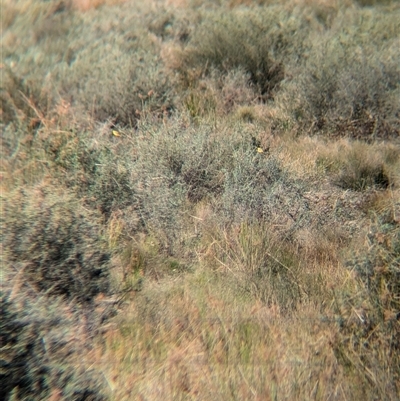 Epthianura aurifrons (Orange Chat) at Euabalong, NSW - 9 Nov 2024 by Darcy