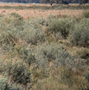 Epthianura aurifrons at Euabalong, NSW - 10 Nov 2024