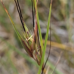 Themeda triandra (Kangaroo Grass) at Hawker, ACT - 12 Nov 2024 by sangio7