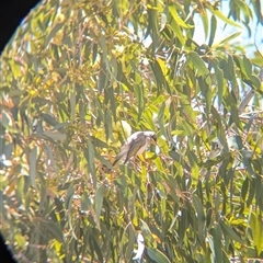 Manorina flavigula (Yellow-throated Miner) at Ivanhoe, NSW - 10 Nov 2024 by Darcy