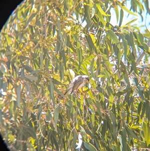 Manorina flavigula at Ivanhoe, NSW - 10 Nov 2024 01:39 PM