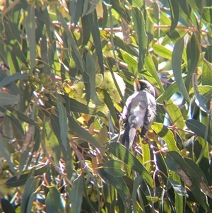 Manorina flavigula at Ivanhoe, NSW - 10 Nov 2024 01:39 PM