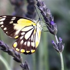 Belenois java (Caper White) at Higgins, ACT - 17 Nov 2015 by Jennybach