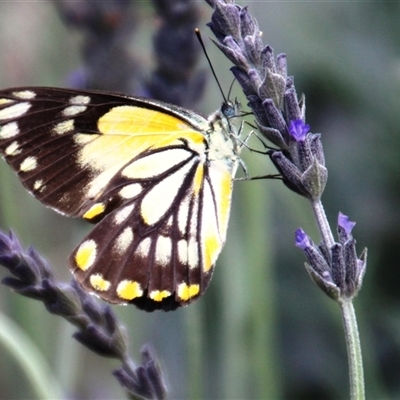 Belenois java (Caper White) at Higgins, ACT - 17 Nov 2015 by Jennybach