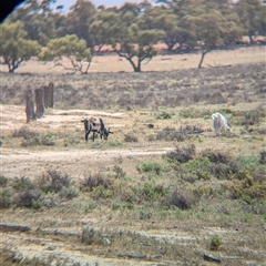 Capra hircus (Wild Goat) at Menindee, NSW - 10 Nov 2024 by Darcy