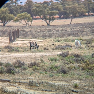 Capra hircus at Menindee, NSW - 10 Nov 2024 03:46 PM