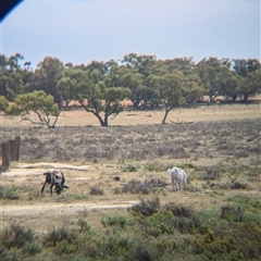 Capra hircus at Menindee, NSW - 10 Nov 2024 03:46 PM