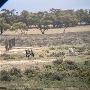 Capra hircus at Menindee, NSW - 10 Nov 2024 03:46 PM