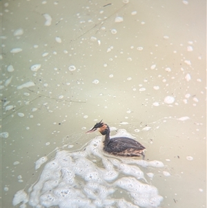 Podiceps cristatus (Great Crested Grebe) at Menindee, NSW by Darcy