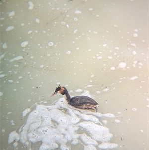 Podiceps cristatus at Menindee, NSW - 10 Nov 2024 04:55 PM