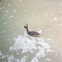 Podiceps cristatus at Menindee, NSW - 10 Nov 2024 04:55 PM