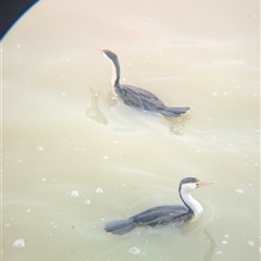 Phalacrocorax varius (Pied Cormorant) at Menindee, NSW - 10 Nov 2024 by Darcy