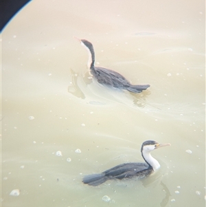 Phalacrocorax varius at Menindee, NSW - 10 Nov 2024