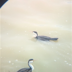 Phalacrocorax varius at Menindee, NSW - 10 Nov 2024